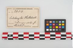 Etikett zu Eisenlanzenspitze (NHMW-PRAE-026813)